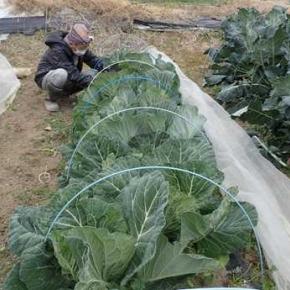 豊作ブロッコリー収穫＆ダイコン収穫☆葉山農園（12月中旬）