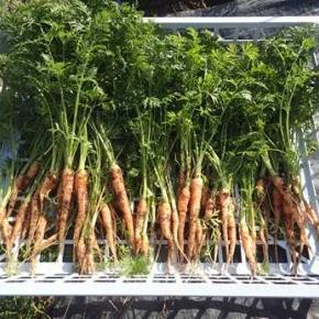 カリフラワー収穫＆またねダイコン収穫☆葉山農園（12月下旬）