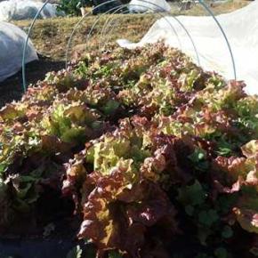 ミニにんじん収穫＆間引き＆ブロッコリー収穫☆葉山農園（12月下旬）