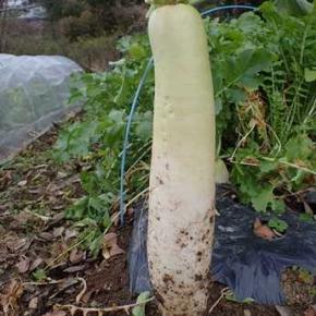 豊作ブロッコリー収穫＆第2弾カリフラワー収穫☆葉山農園（1月初旬）