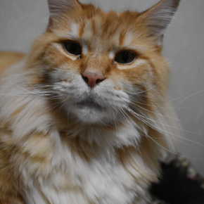 妹宅で蟹すきをしてきました