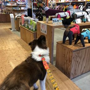 アルファアイコン