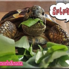 今日は天使になって1ヶ月経った