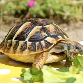 お庭に出て野菜野草を食べたよ・無農薬で野菜作り