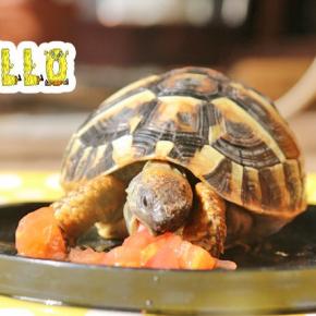 ミニトマトがあるんじゃあ野菜野草は食べないもんねぇ～