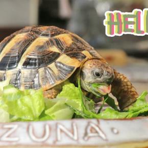 サニーレタスを食べてお利口さんだったね