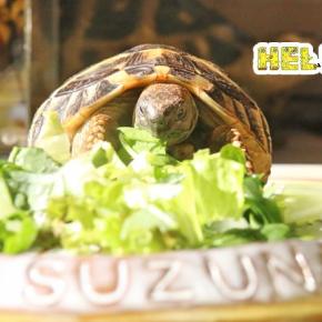 いつもより食べる時間が遅かったよ