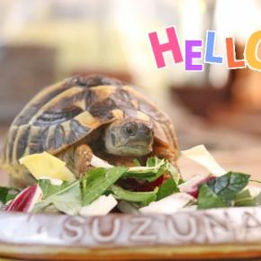 お腹いっぱいになったら大きなお弁当と付たままアンヨ