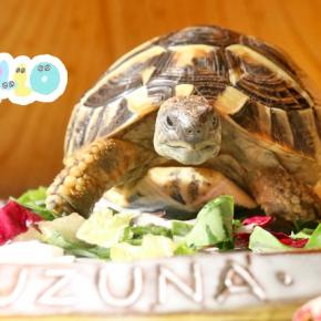 チコリとトレビスがお気に入り