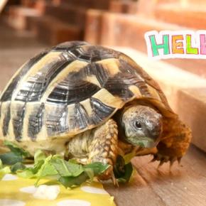 ルッコラがお気に入り