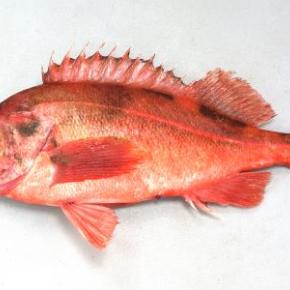 酒のアテの王道258 赤魚西京焼き