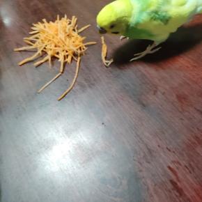 セキセイインコと暮らすということは、こういうこともあるってことです＾＾；；