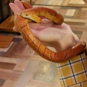 代々我が家に伝わる秘伝の化粧水は肌に効くのか？（怖）