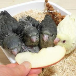 サザナミインコの里親様募集は終了しました！