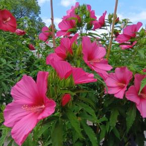草津水性植物園の花