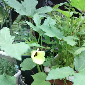 厳し過ぎの夏なのに 次は台風☔