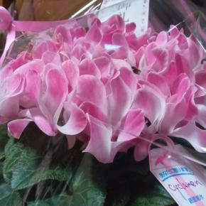 妹からシクラメンの写メ送って来ました