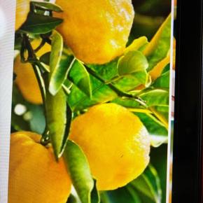 今日は冬至二十四節にあたります、カボチャを食べる日です。