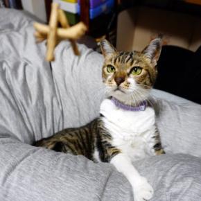 季節外れのクワガタたち！