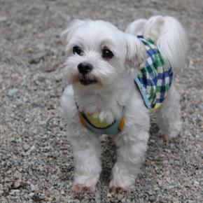 13歳になりました