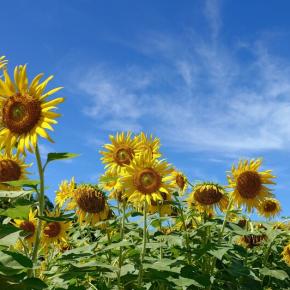 夏空の下 ヒマワリ鑑賞、ラーメンで身体を冷やす