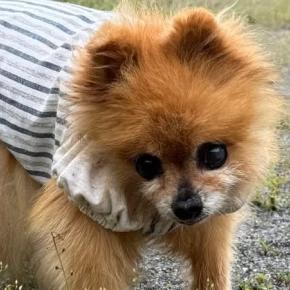 今日の愛犬「ラブ」6/10