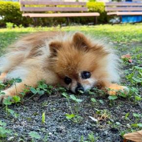 今日の愛犬「ラブ」7/6