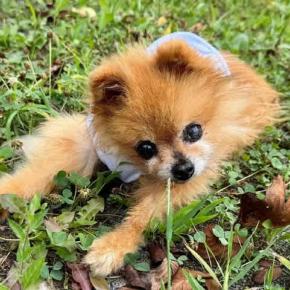 今日の愛犬「ラブ」8/12