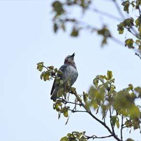 緑ボーボー ～ 今週のウトナイ湖
