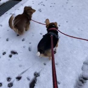 雪が降って・・大喜びの犬達