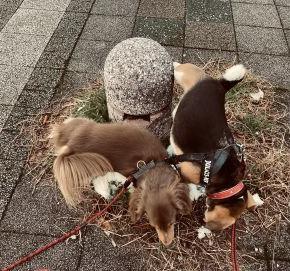 寒いです＆セルフ救急