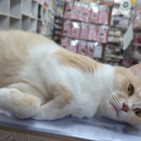 ハンドメイド、レジン、クリエーター祭典、そして…