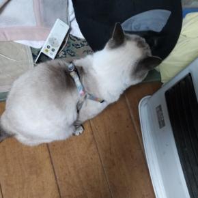 さくらのレバ刺し