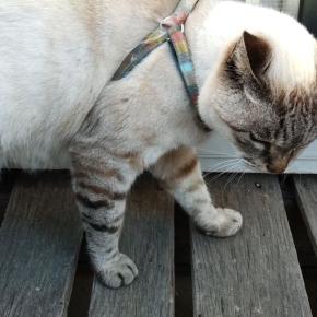 しぜんしゅとほまれ米だけの酒