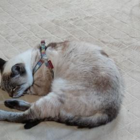 さむい夜は🍢がおいしいですね💕