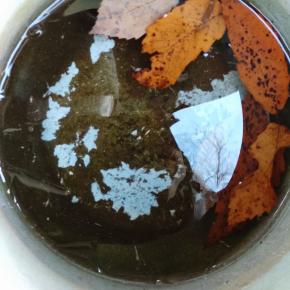 身しらず柿がおいしい初冬です。 と初氷