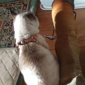 紀州ミカンと秋田のお菓子金萬