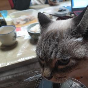 道の駅磐梯でにゃらまん(^^♪とエゴマ餃子