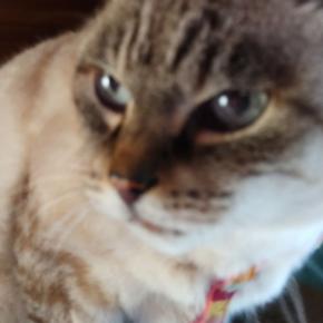 ミカンのもらいもの💛