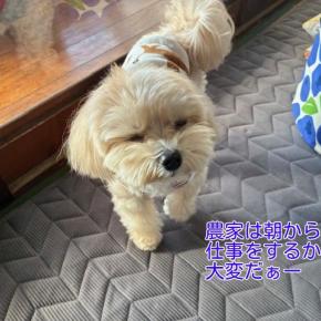 米はかり③帰省