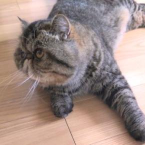 京都・宝ヶ池の鹿がいなくなってきました 😸 にゃん短歌21