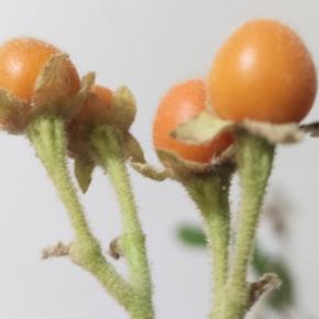 楽しみにしていただけにちょっとショックな果樹