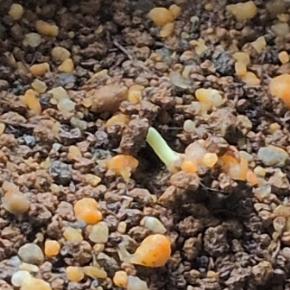 グァバ実生。ようやく発芽！！