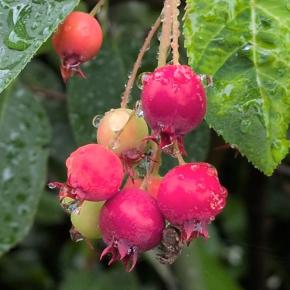 ジューンベリー&グミ収穫！！