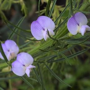 実生のソラレア開花しました♪