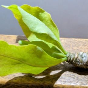 アルラ、またしても復活ならず⋯(´；ω；｀)ｳｯ…