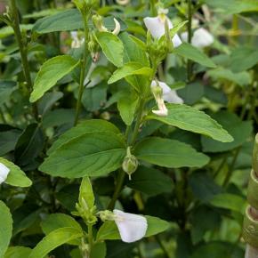 ヒバンサス・コムニス