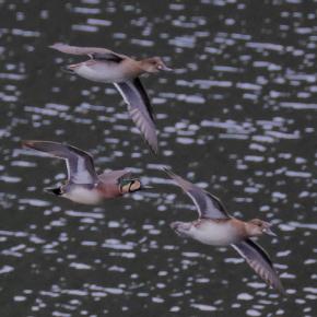 巴鴨(トモエガモ)