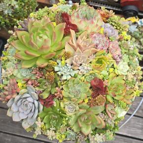 レトロ風ミャクミャク切手＆多肉の寄せ植え仕立て直し(*Ü*)♬