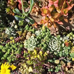 ポカポカなお天気＆ご機嫌な多肉花壇(*ˊᵕˋ*)♬